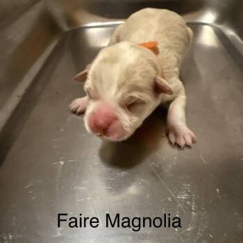 Fairie Magnolia 22208 -  Jack Russell Terrier and Mixed Breed Dog for Adoption in Cumming, Georgia - Fairie Magnolia 22208 | PetCurious