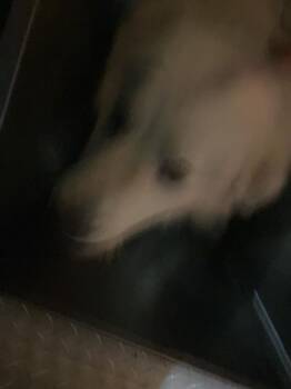 Mixed Breed Dogs Available for Adoption - MAC | PetCurious