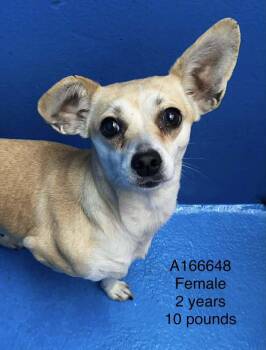 Chihuahua and Mixed Breed Dogs Available for Adoption - Shimmer | PetCurious
