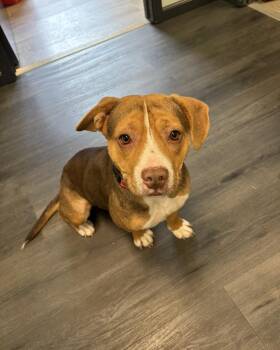 Pit Bull Terrier and Beagle Dogs Available for Adoption in Crescent City, California - Nona | PetCurious