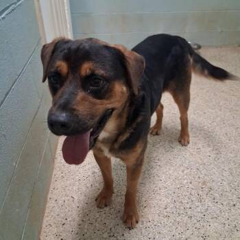 POPPA 6711 -  Rottweiler and Shepherd Dog for Adoption in Loxahatchee Groves, Florida - POPPA 6711 | PetCurious