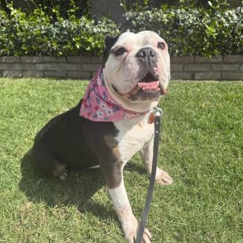 English Bulldog Dogs Available for Adoption in San Diego, California - Hershey | PetCurious