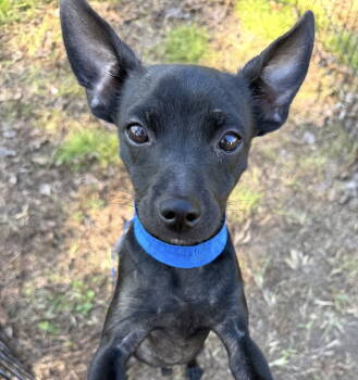 Rescue Chihuahua Dogs for Adoption in Grand Bay, Alabama - Orbit | PetCurious