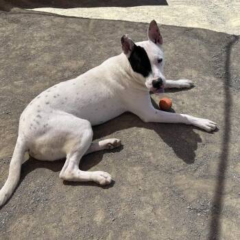 Zuko* -  Pit Bull Terrier Dog for Adoption in San Gabriel, California - Zuko* | PetCurious