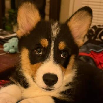 2153 Murphy -  Corgi Dog for Adoption in Springfield, Missouri - 2153 Murphy | PetCurious