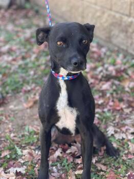 Rescue Rat Terrier Dogs for Adoption in Bothell, Washington - Dobbie | PetCurious