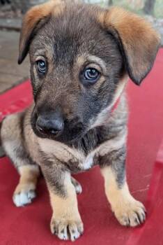German Shepherd Dog and Mixed Breed Dogs Available for Adoption in Morton Grove, Illinois - Nata | PetCurious