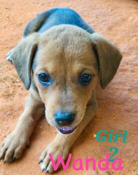 W litter Wanda -  Border Collie and Labrador Retriever Dog for Adoption in Semmes, Alabama - W Litter Wanda | PetCurious