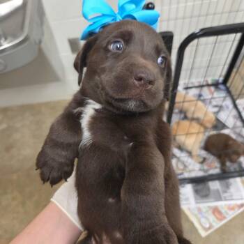 Leonard -  Retriever Dog for Adoption in Huntsville, Alabama - Leonard | PetCurious