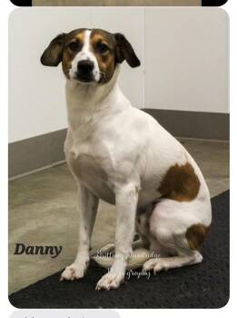 English Pointer and Jack Russell Terrier Dogs Available for Adoption - Danny | PetCurious