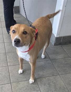 Labrador Retriever Dogs Available for Adoption - LACY | PetCurious