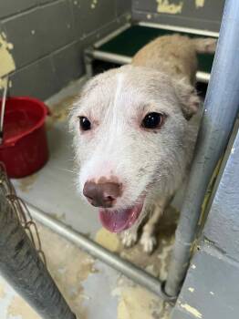 Rescue Catahoula Leopard Dog and Mixed Breed Dogs for Adoption in Kingsland, Georgia - Lagoon | PetCurious