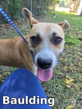 Baulding -  Pit Bull Terrier Dog for Adoption in Rocky Mount, North Carolina - Baulding | PetCurious