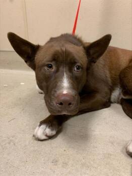 Rescue Labrador Retriever and Mixed Breed Dogs for Adoption in San Jose, California - JOEY | PetCurious