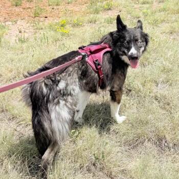 741 (2026) -  Husky and Mixed Breed Dog for Adoption in Parker, Colorado - 741 (2026) | PetCurious
