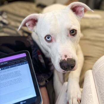 Norman -  Labrador Retriever and Pit Bull Terrier Dog for Adoption in San Diego, California - Norman | PetCurious