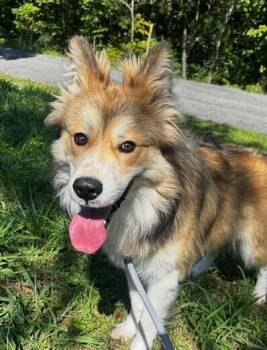 Bolt -  Collie and Husky Dog for Adoption in Washington, District Of Columbia - Bolt | PetCurious