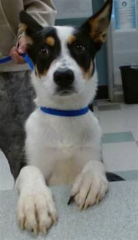 A474884 -  Australian Cattle Dog Blue Heeler Dog for Adoption in Oklahoma City, Oklahoma - A474884 | PetCurious