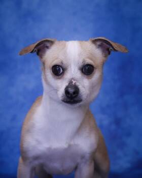 Chihuahua Dogs Available for Adoption - SOLDIER (0442) | PetCurious