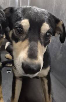 Miniature Pinscher Dogs Available for Adoption - CREST | PetCurious