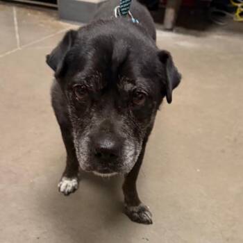 Dave -  Terrier and Mixed Breed Dog for Adoption in Yuma, Arizona - Dave | PetCurious