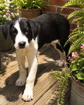 Border Collie and Labrador Retriever Dogs Available for Adoption in Watertown, Connecticut - Fanta | PetCurious