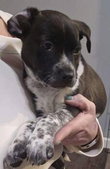 Australian Cattle Dog Blue Heeler and Siberian Husky Dogs Available for Adoption - Aphrodite The Mixed Breed Puppy!  | PetCurious