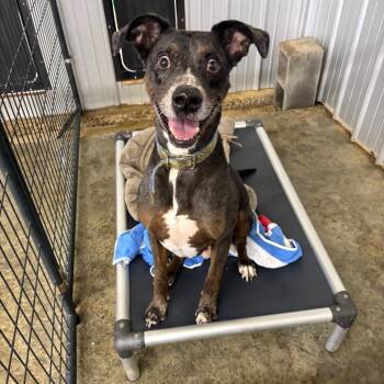 Catahoula Leopard Dog Dogs Available for Adoption - Max | PetCurious