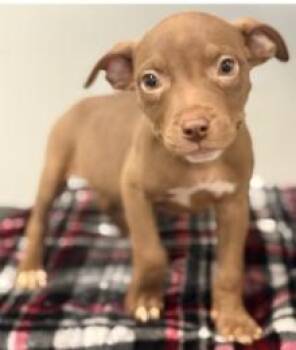 Mixed Breed Dogs Available for Adoption - Nutella | PetCurious