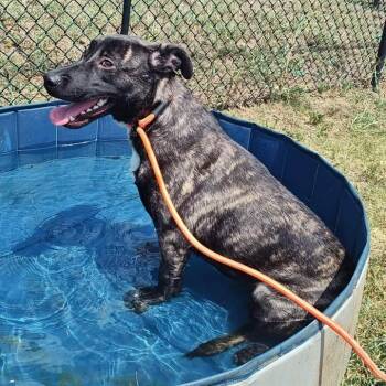 Sarabi -  Pit Bull Terrier and Shepherd Dog for Adoption in Springdale, Arkansas - Sarabi | PetCurious