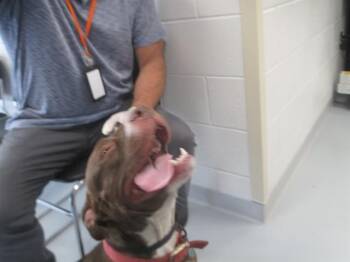 BELLA -  Pit Bull Terrier Dog for Adoption in Ocala, Florida - BELLA | PetCurious