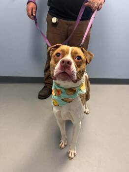 Max -  Terrier Dog for Adoption in Zanesville, Ohio - Max | PetCurious