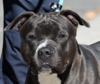 Rescue Pit Bull Terrier Dogs for Adoption in New Haven, Connecticut - #239 Wednesday | PetCurious
