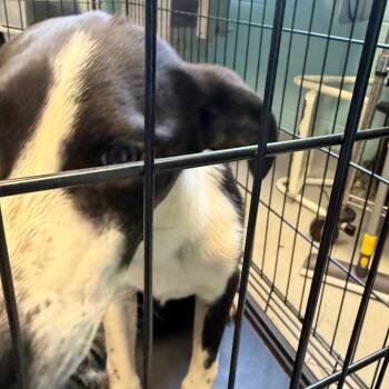 McKay -  Australian Shepherd and Mixed Breed Dog for Adoption in Charlottesville, Virginia - McKay | PetCurious