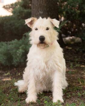 SUGAR -  Wheaten Terrier Dog for Adoption in Southaven, Mississippi - SUGAR | PetCurious
