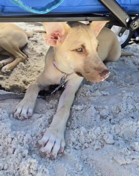 Tipsy -  Shepherd Dog for Adoption in Tallahassee, Florida - Tipsy | PetCurious