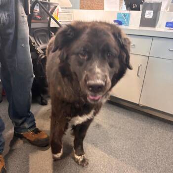 Mason -  Newfoundland Dog Dog for Adoption in Allentown, Pennsylvania - Mason | PetCurious