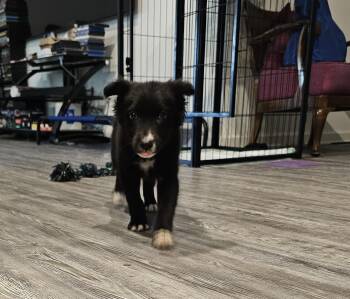 Border Collie Dogs Available for Adoption - Tuk | PetCurious