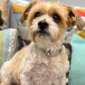 Gino -  Maltese Dog for Adoption in Effingham, Illinois - Gino | PetCurious