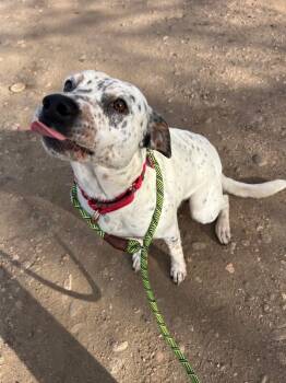 Rescue Cattle Dog and Mixed Breed Dogs for Adoption in Fort Collins, Colorado - Vence | PetCurious