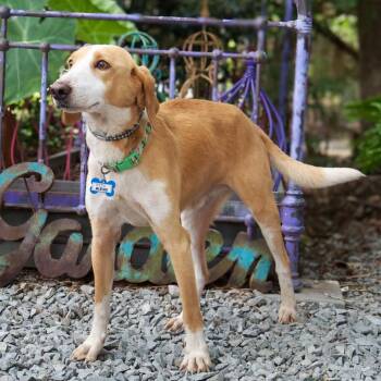 Alexei -  Hound Dog for Adoption in Wake Forest, North Carolina - Alexei | PetCurious