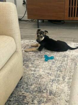 German Shepherd Dog Dogs Available for Adoption - Kiko | PetCurious