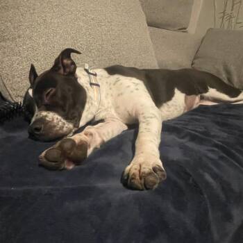 Mixed Breed Dogs Available for Adoption in Murray, Utah - MJ | PetCurious