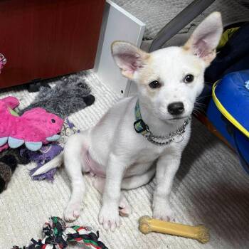 Rescue Labrador Retriever and Border Collie Dogs for Adoption in Calgary, Alberta - Taffy | PetCurious