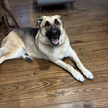 Rafi -  German Shepherd Dog Dog for Adoption in New Orleans, Louisiana - Rafi | PetCurious