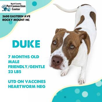 DUKE  Available NOW - ADOPTION or RESCUE! -  Mixed Breed Dog for Adoption in Nashville, North Carolina - DUKE  Available NOW - ADOPTION Or RESCUE! | PetCurious