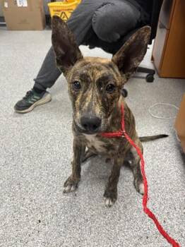 Staffordshire Bull Terrier and Mixed Breed Dogs Available for Adoption in Pasadena, Texas - A184795 | PetCurious