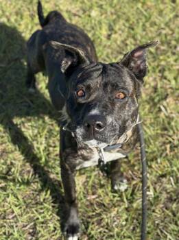 American Staffordshire Terrier Dogs Available for Adoption - CINCINNATI | PetCurious