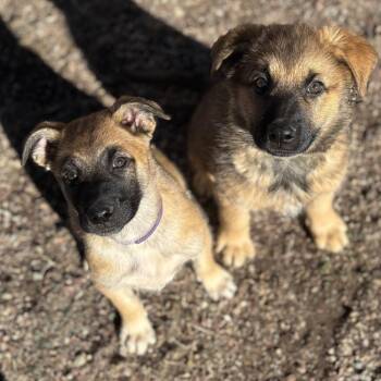 German Shepherd Dog and Belgian Shepherd Malinois Dogs Available for Adoption - Tot | PetCurious