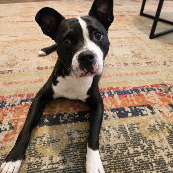 Josie -  Pit Bull Terrier Dog for Adoption in Buffalo, New York - Josie | PetCurious